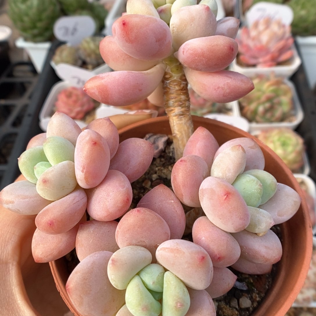 洛神群生可拍373号。    