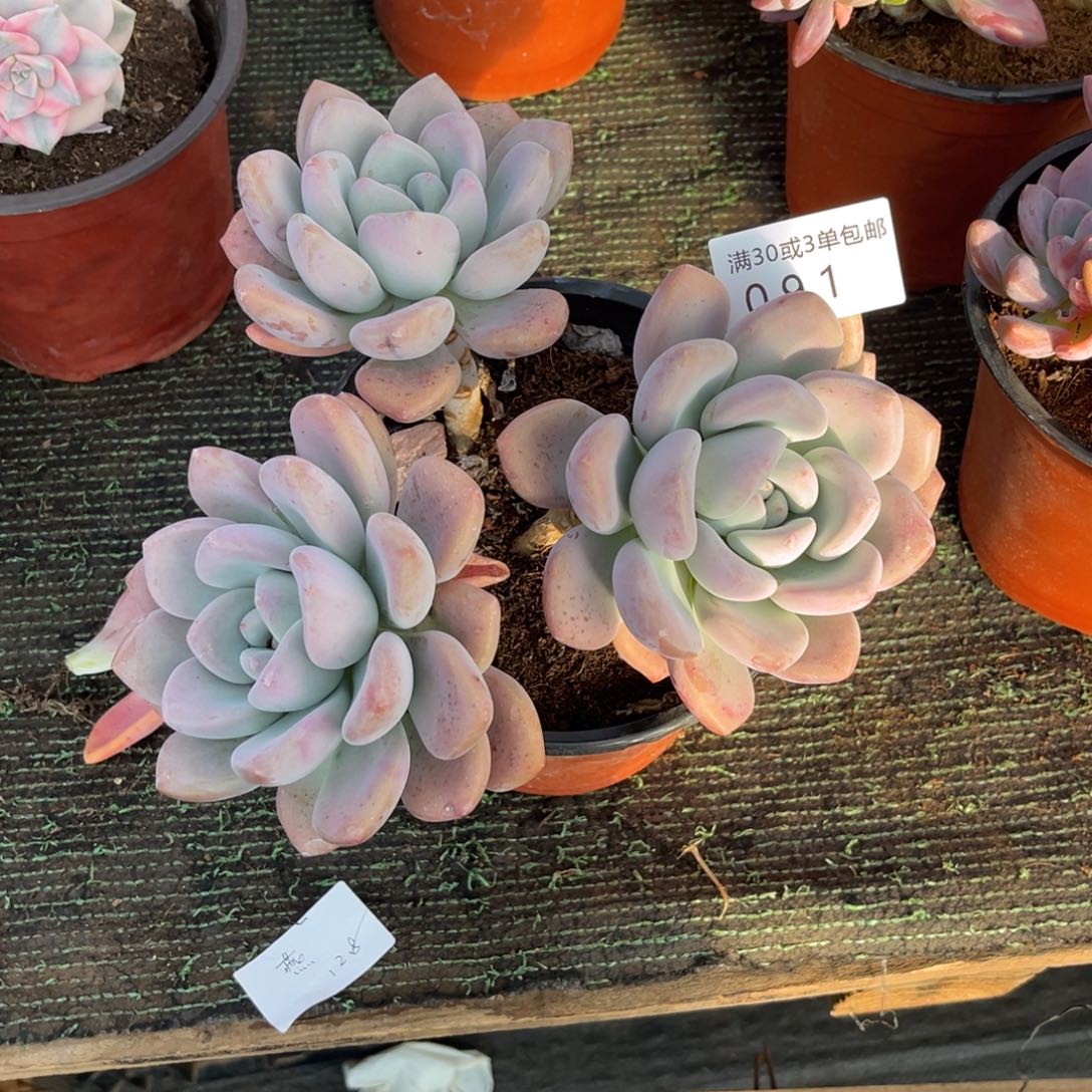 081奥普多肉植物，