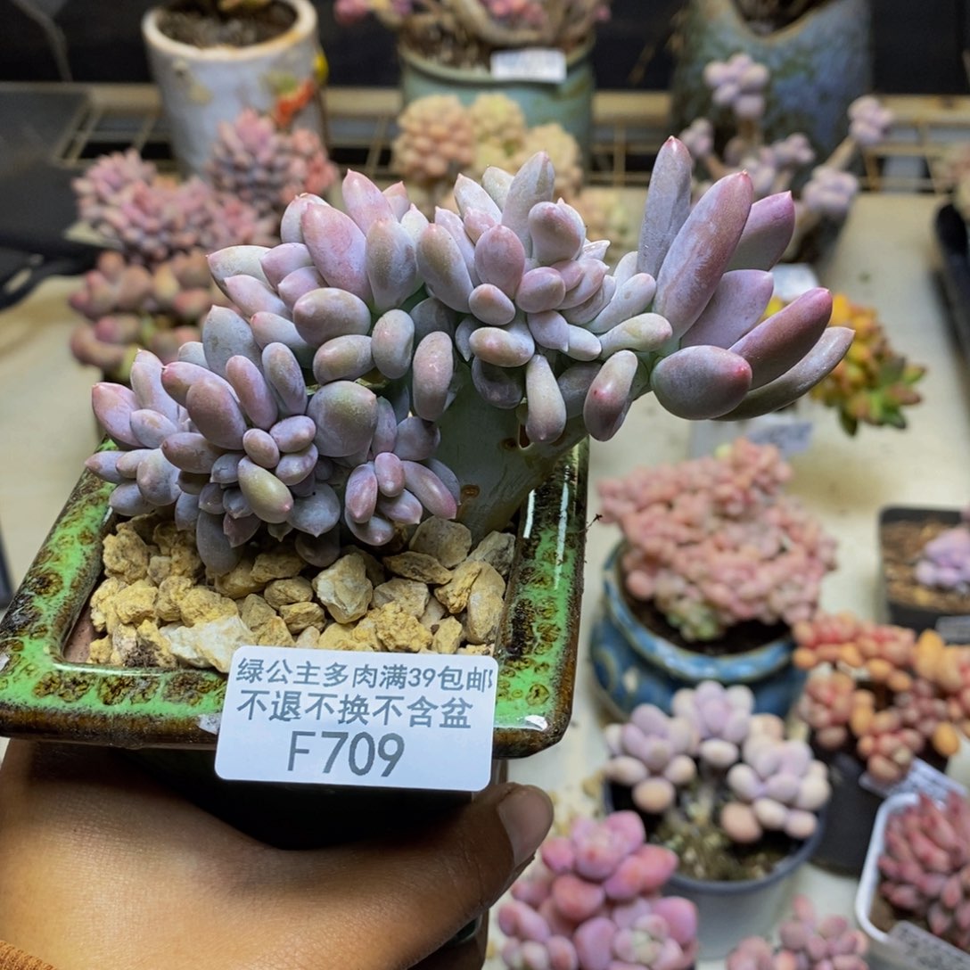 709屁桃奶酪缀多肉8c m