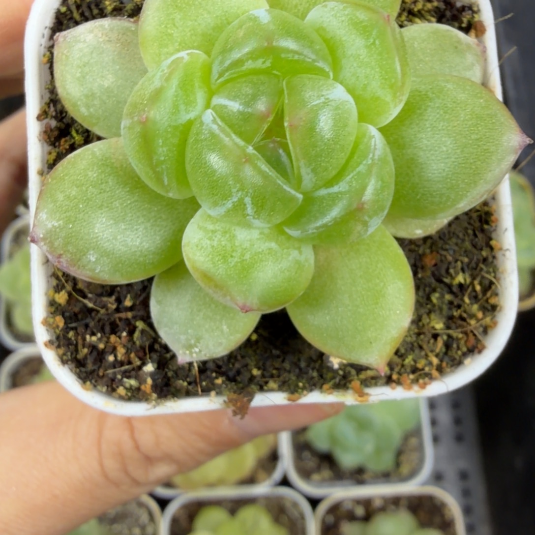 喜***t东篱下多肉植物哈哈哈22