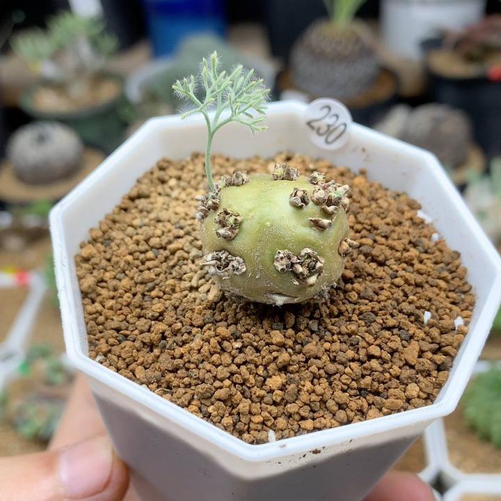 白皮月界母本带盆2cm+