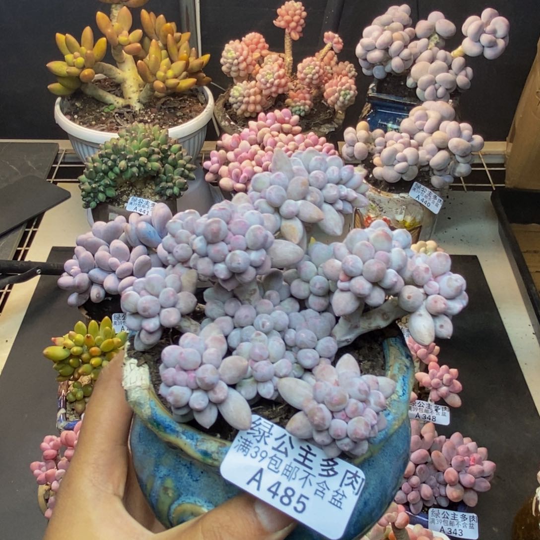 485香水手指奶多肉8c m