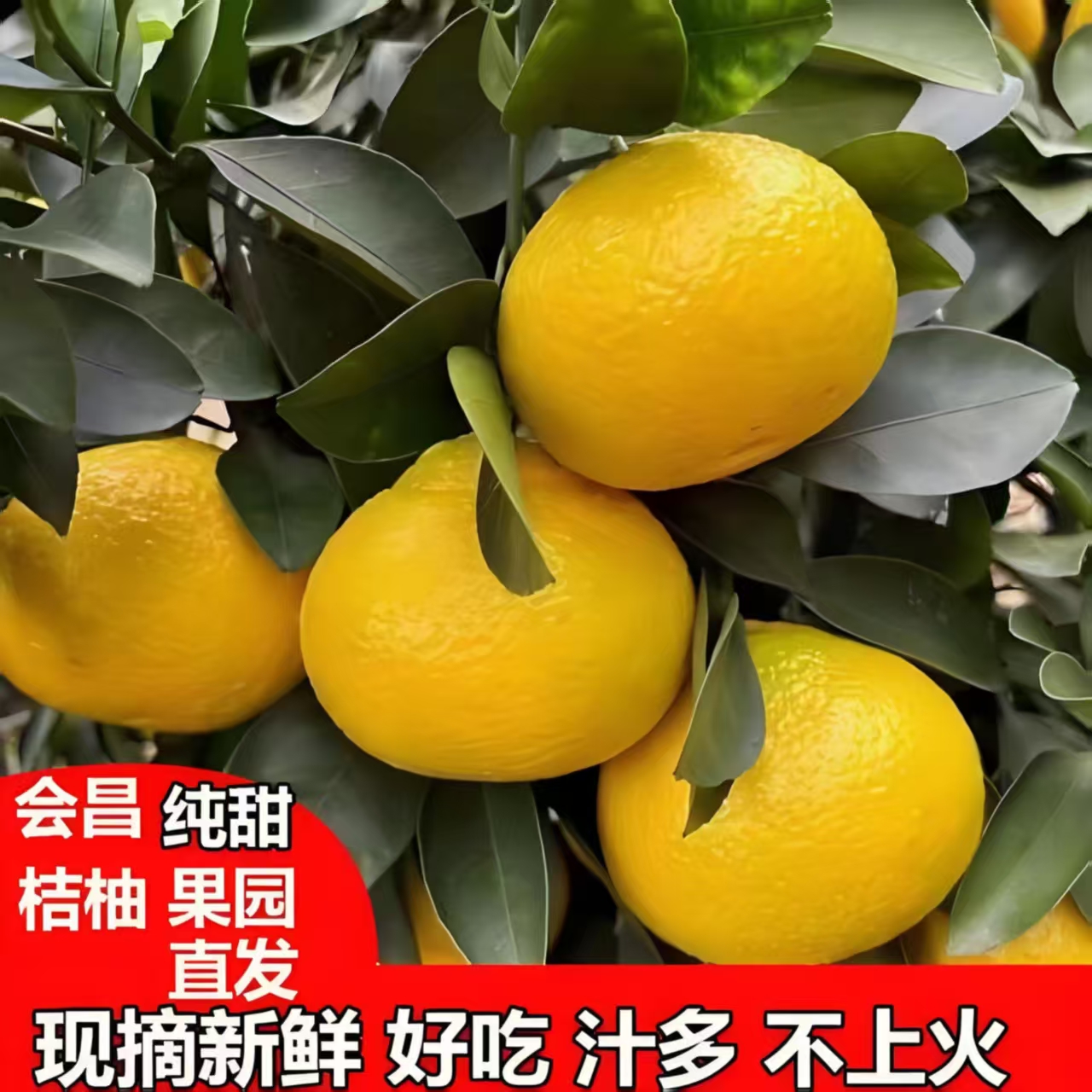 新鲜当季赣州会昌桔柚现摘现发香甜多汁孕妇小孩可食用