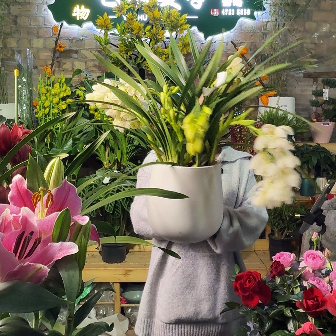 完全开放白玉兰花