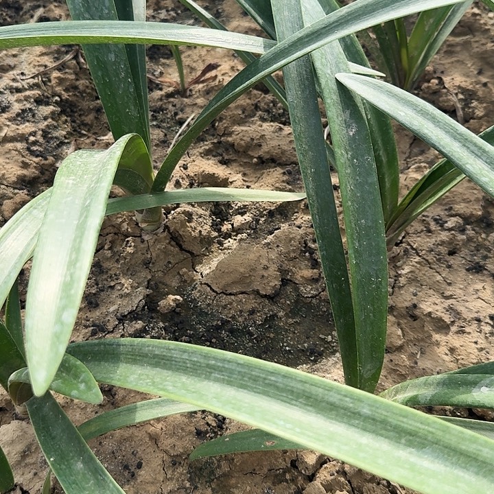 惊奇铃声朱顶红一棵4+