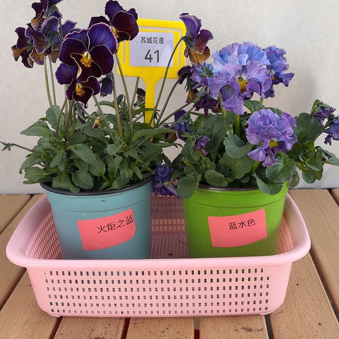 大部分开放少量花苞41