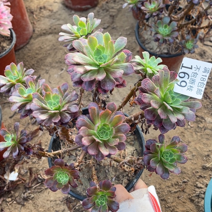 169黑铜壶变异绣球2