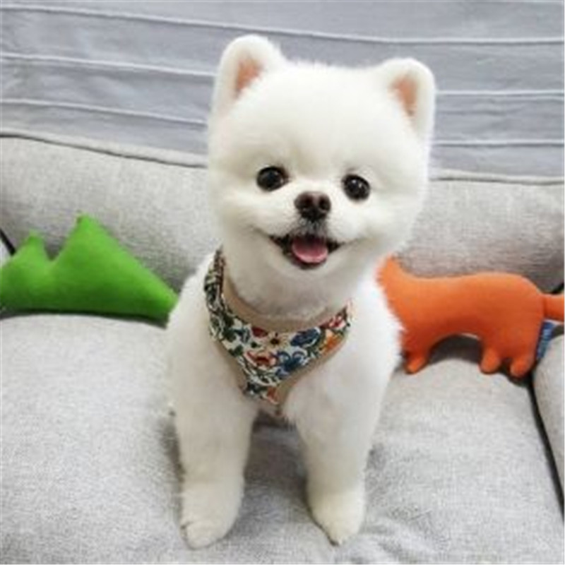 金毛，拉布拉多，边牧，阿拉斯加直播专用