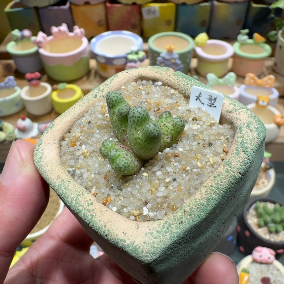 蘑菇1258大型斑马多肉植物