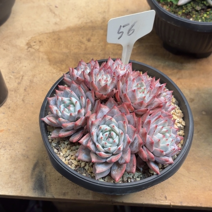 风***涯多肉植物，粉蓝鸟56号