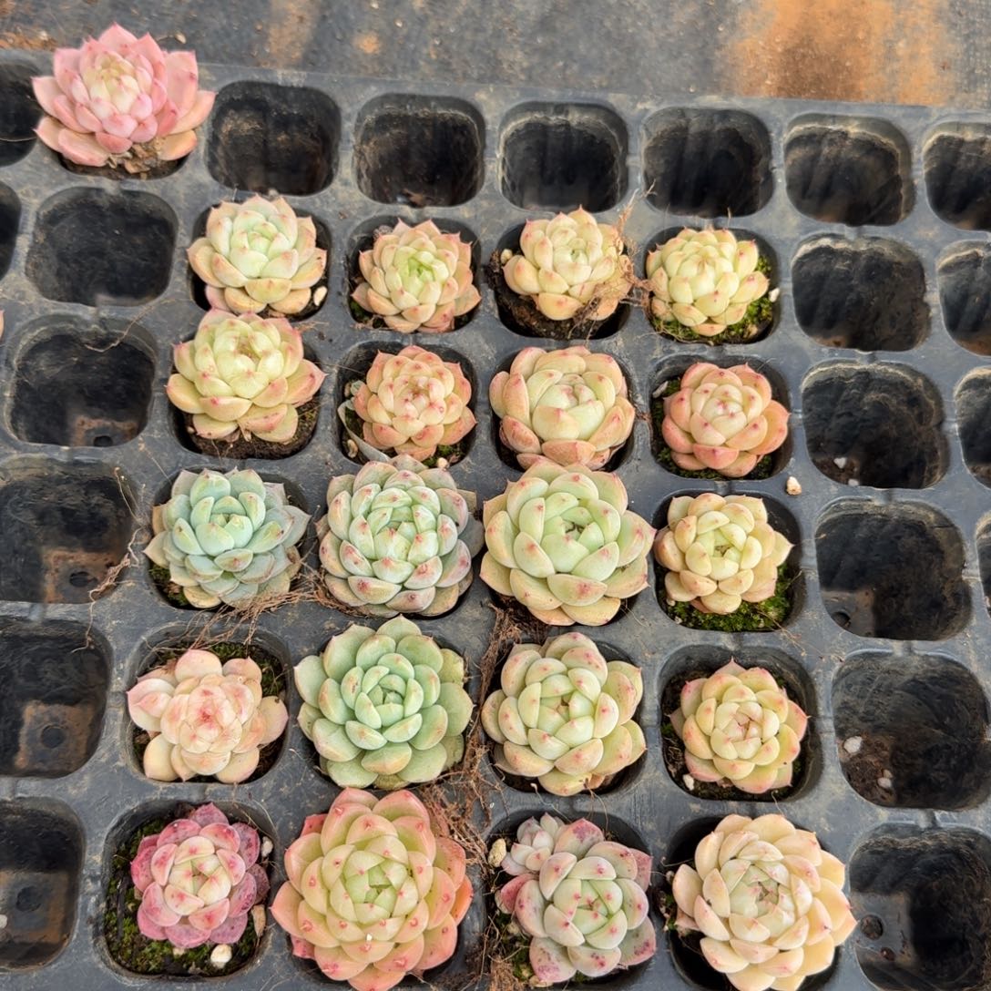 美尼体小包子二十颗量拍发货