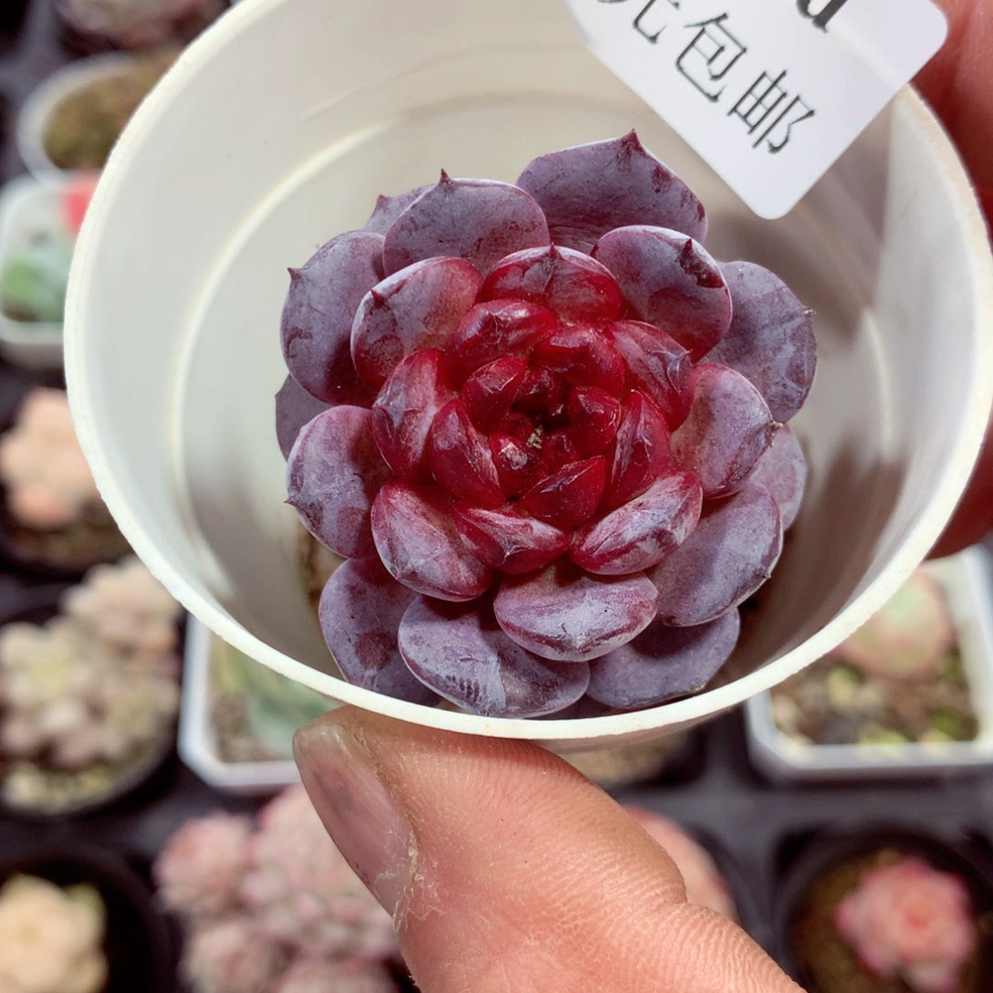 5厘米盆精控多肉4978