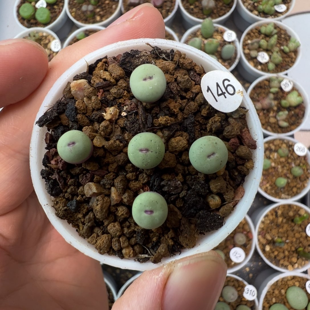 优选中嘴一颗脱土1460000