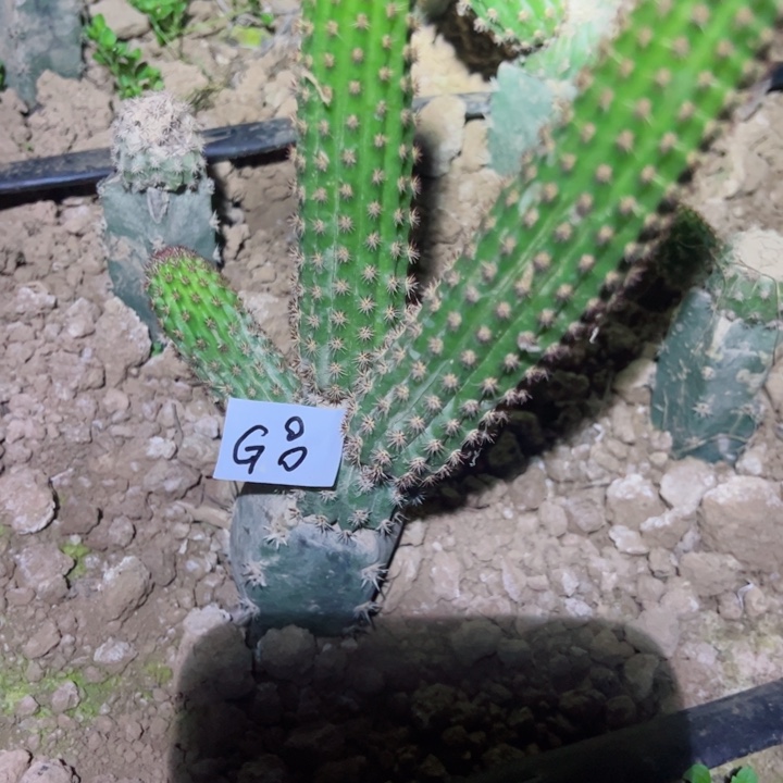 9****媛G8袖普嫁接金妞啊尔法65