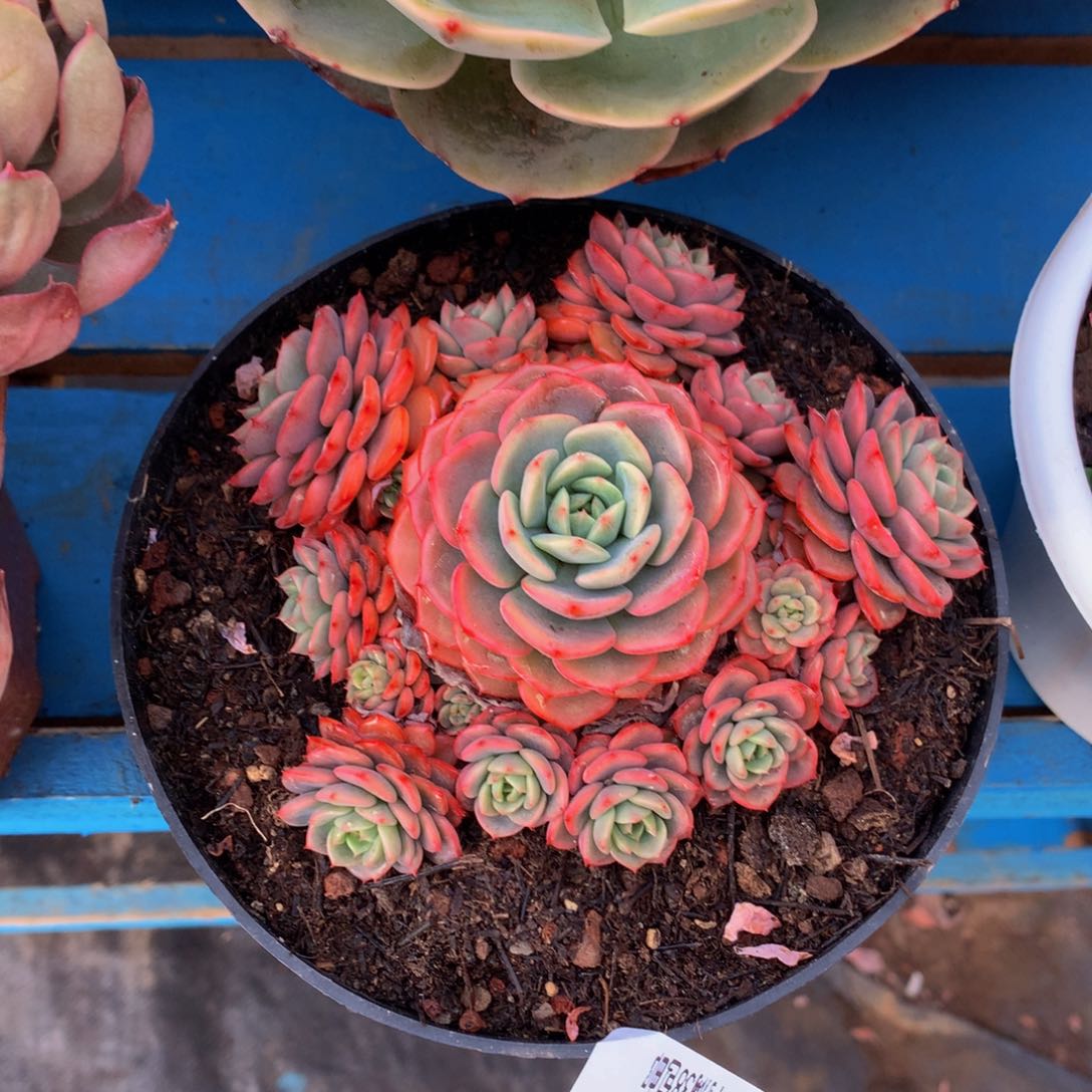 浮*   惊喜宝贝14024