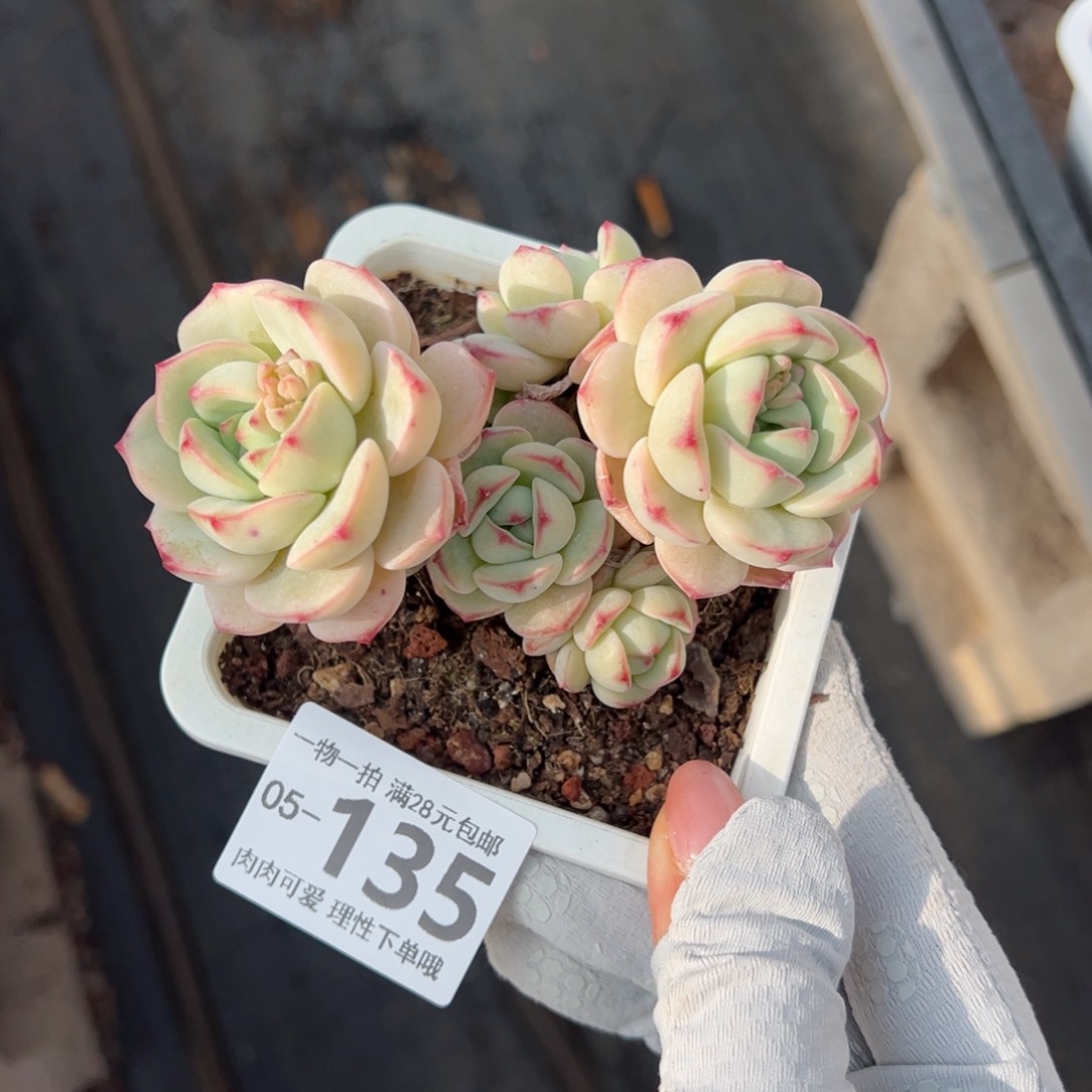 婷*白底香草老桩多肉多肉