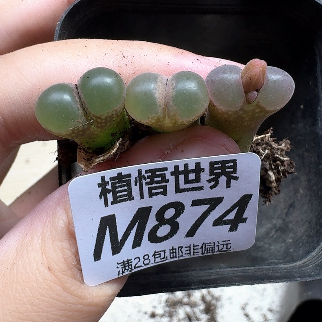 多肉植物的人生历程与fg