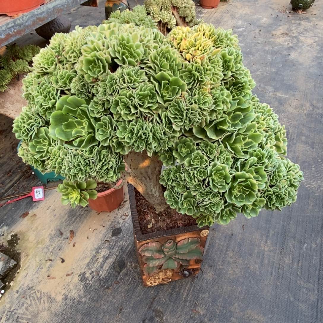 无花朵绿豆化朵朵缀