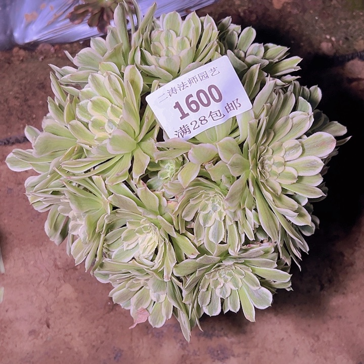 1600碧浪多肉植物老桩