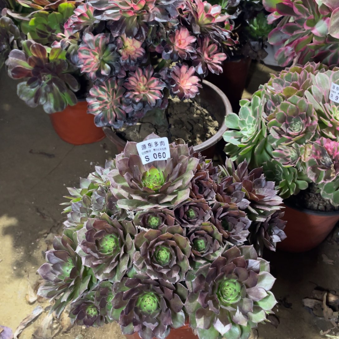 060桃花石多肉法师断枝不包