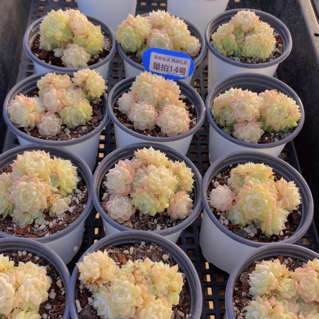 量拍14号 花朵脸麦秆群生不包整一个