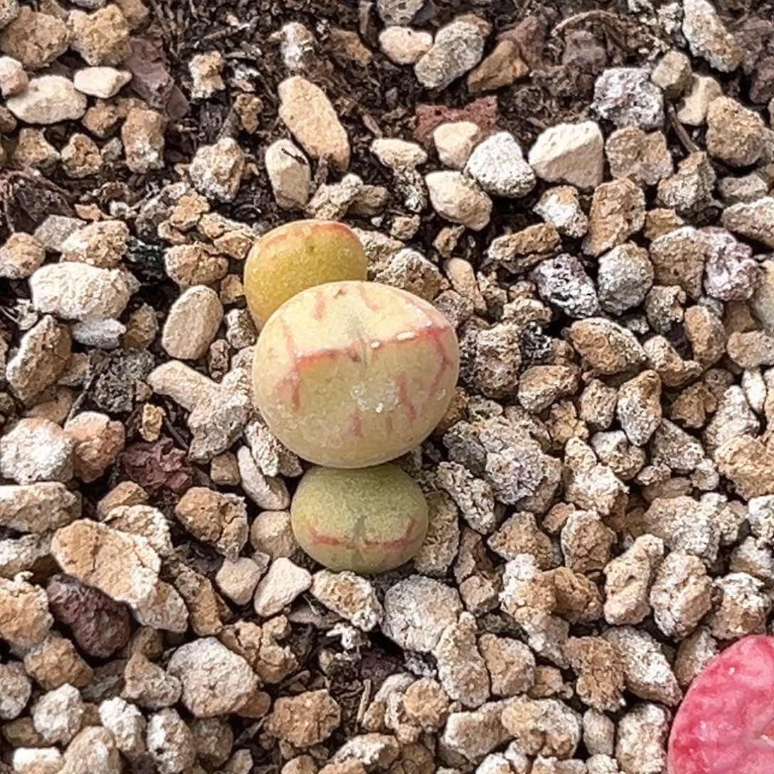 多肉植物满58包邮