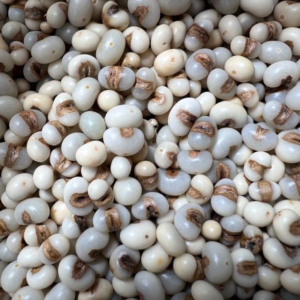 木质金佛草散珠已打孔抛光棕榈子大小颜色不一天然可盘玩已去皮