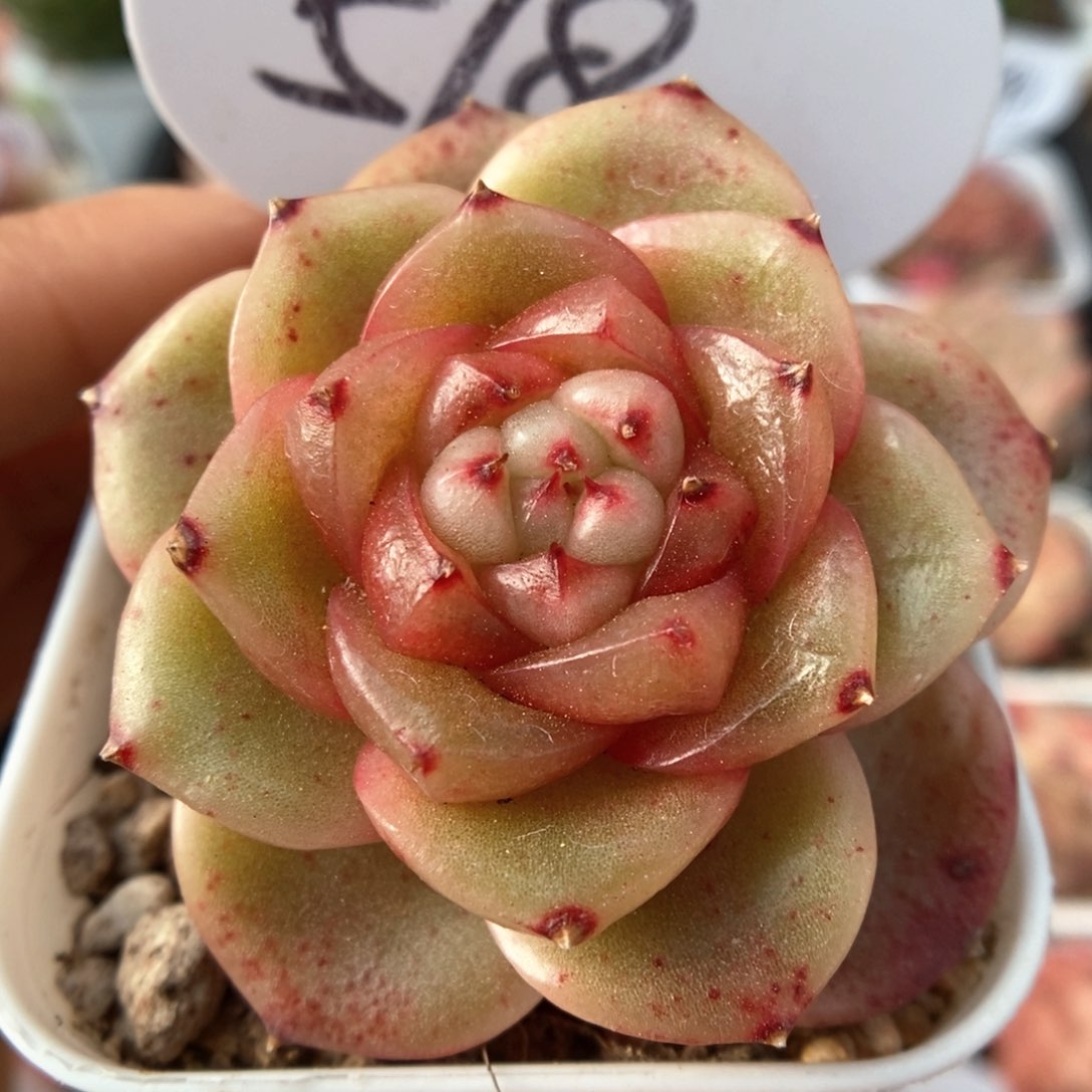 玉芷珍妮可拍518号。 