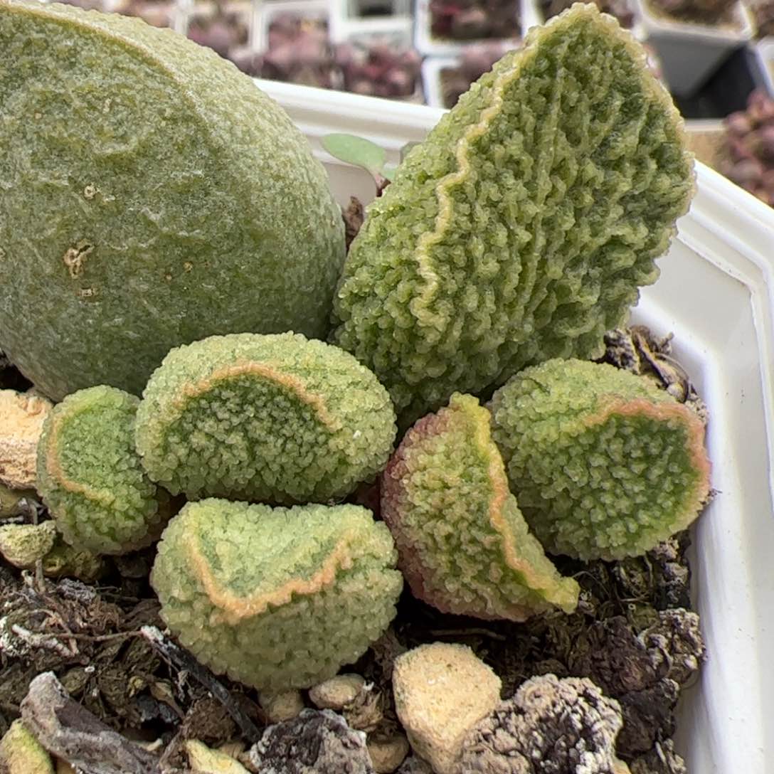 实生低叶苗多肉植物水泡多肉植物