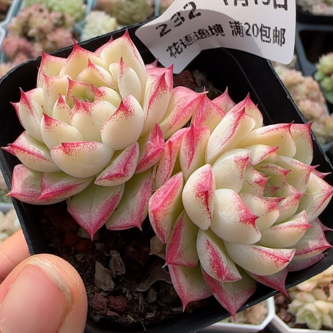 ᦀ****ᧄ花语逸镜0113-232