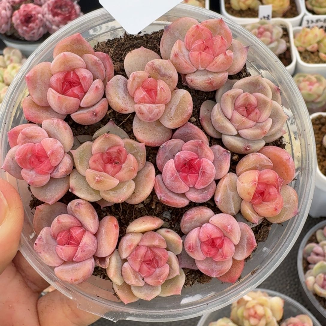 一物一拍一盒330-197