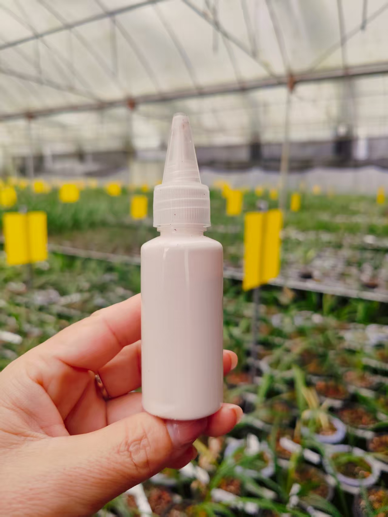 兰花封口-兰花封口