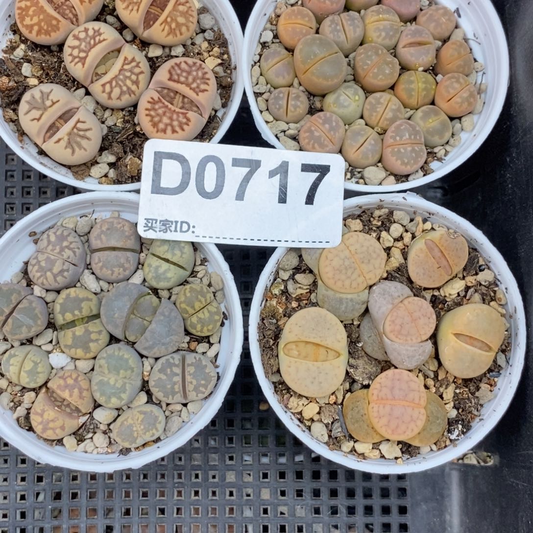 0717直播间一物一拍