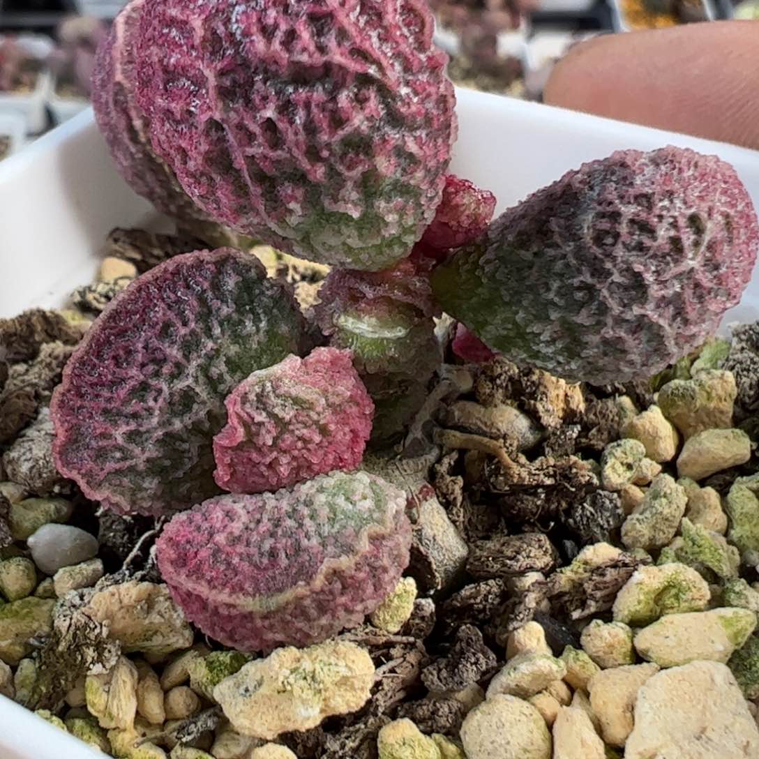 023%625叶片叶片叶片