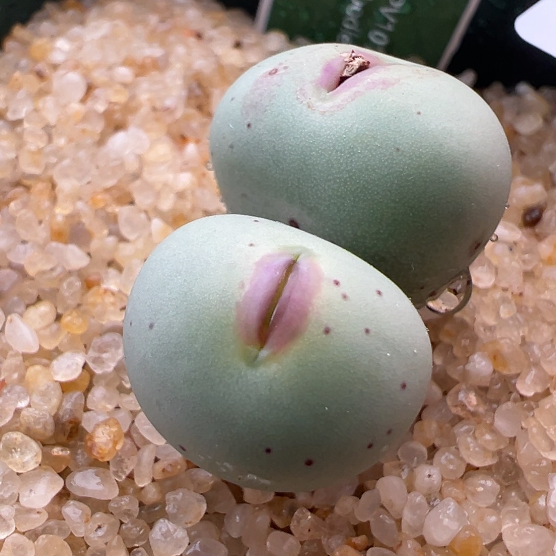 182。大型pv1014红嘴。sub 嘟嘟嘴