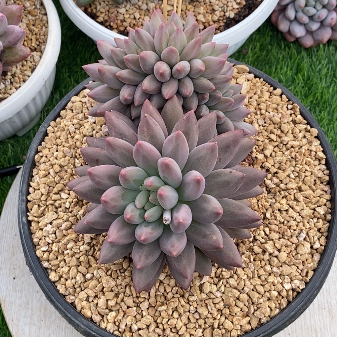 红蜻蜓实生胸花缀化