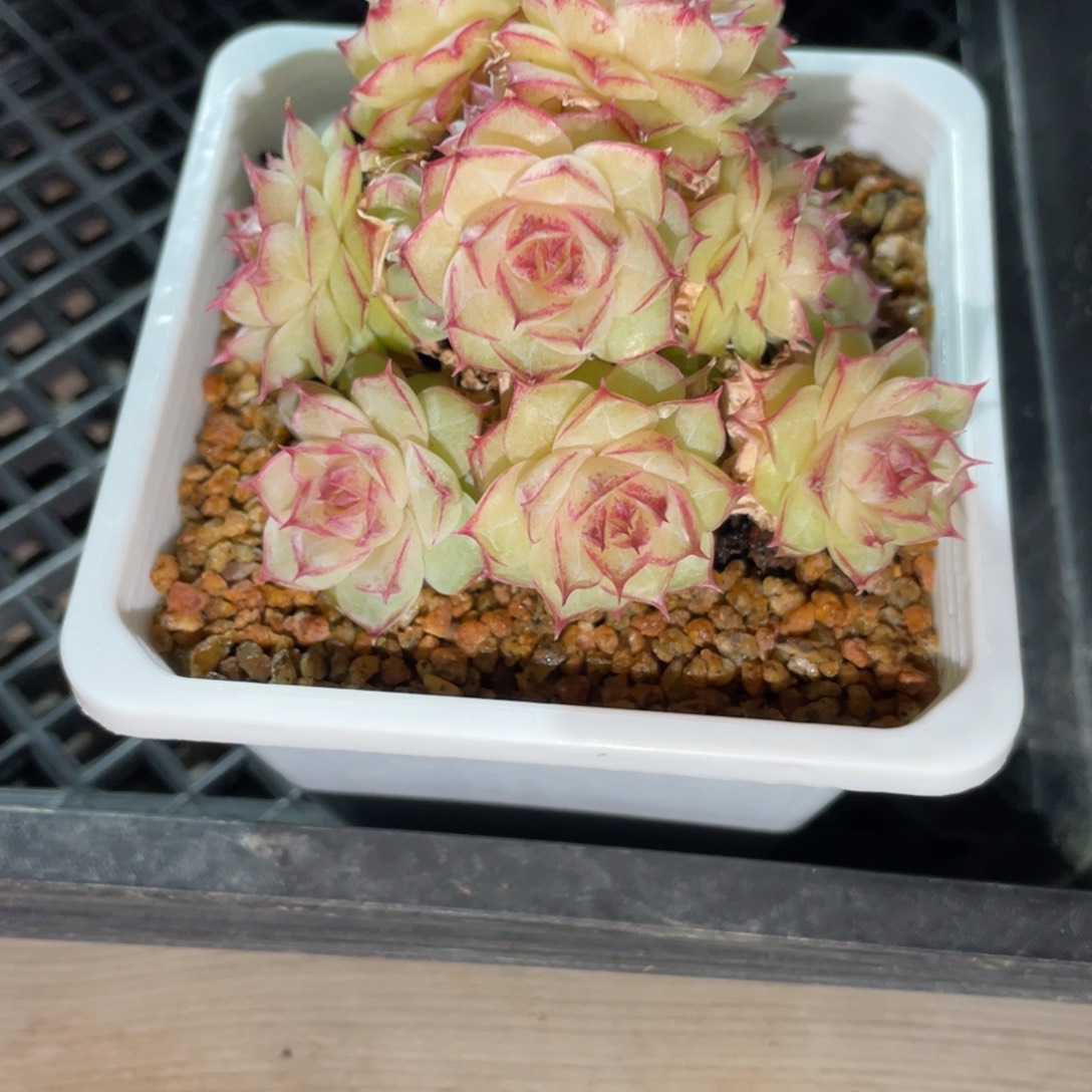 1303情人麦秆精品群