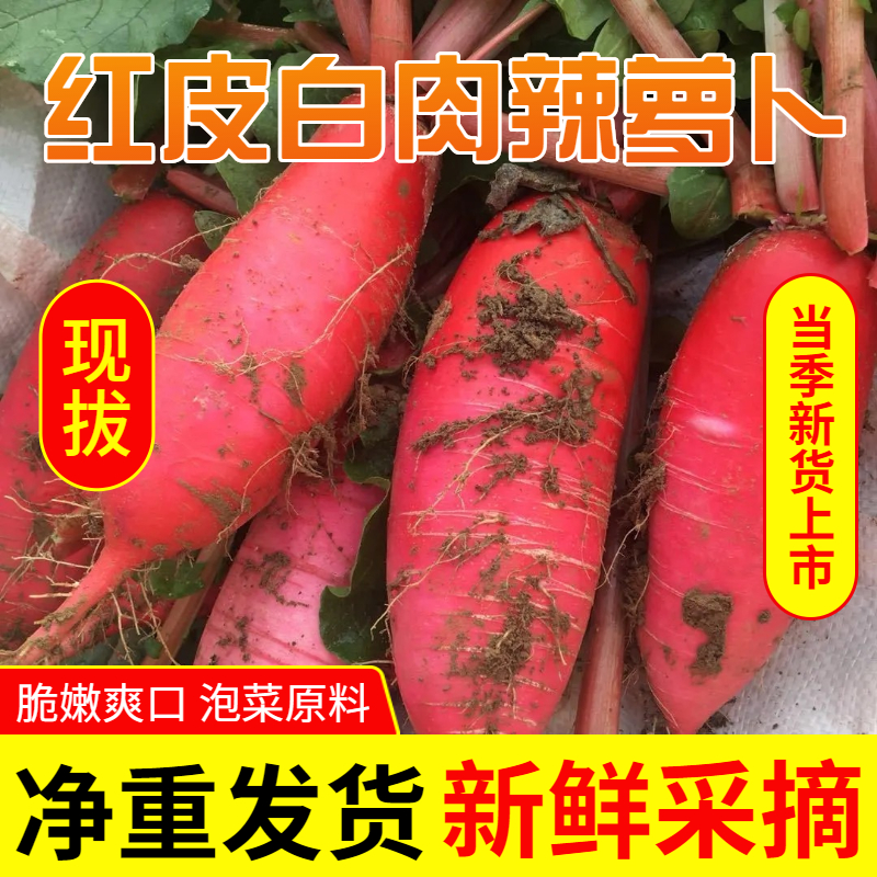 新鲜红皮萝卜辣萝卜红皮白肉萝卜可凉拌炖肉泡菜蔬菜食用产地直发