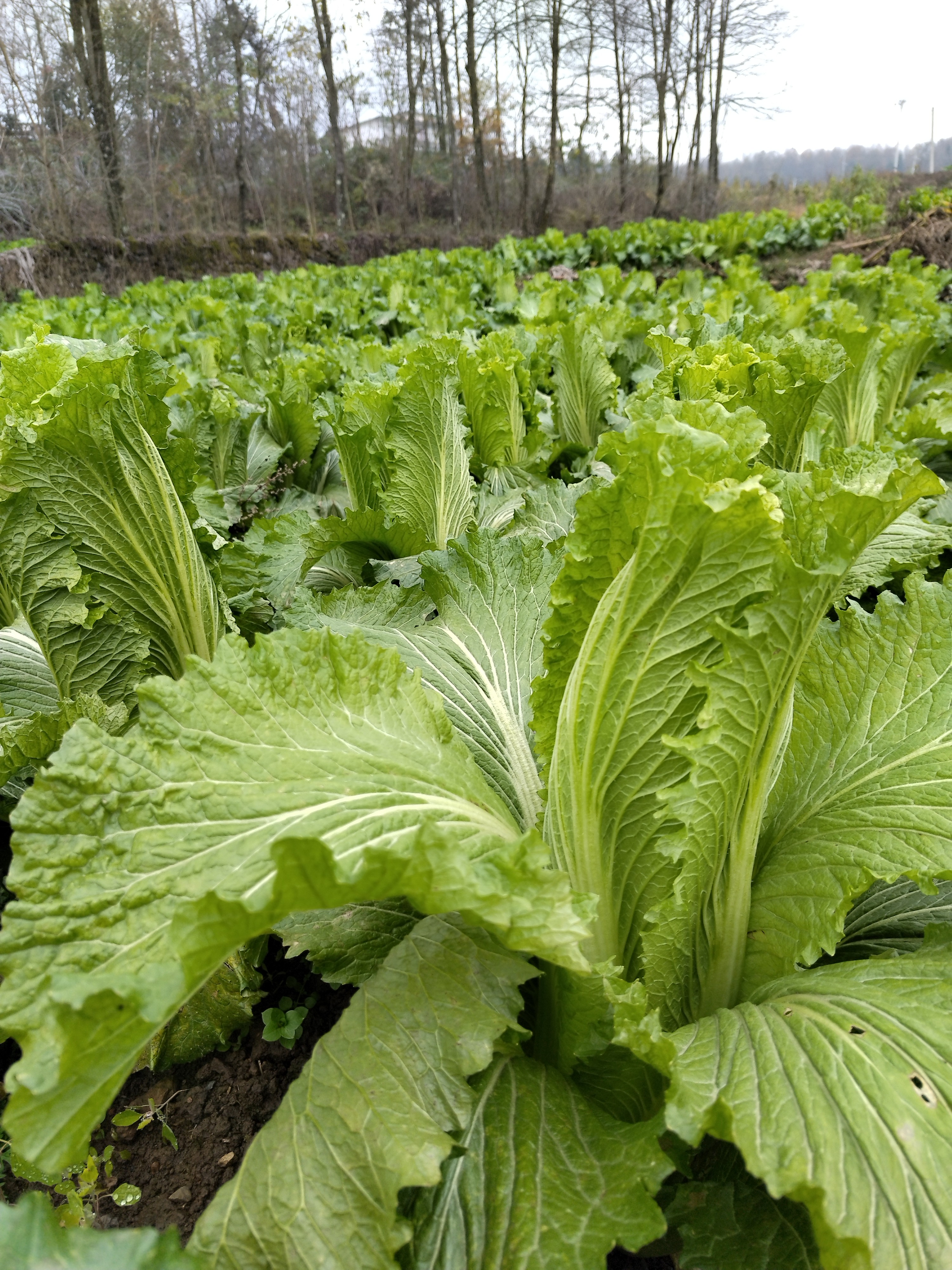 贵州太原二青白菜20斤