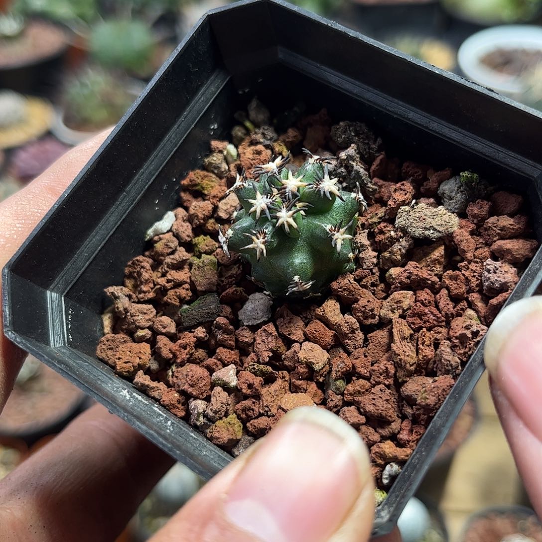 短豪刺青花虾单头发货