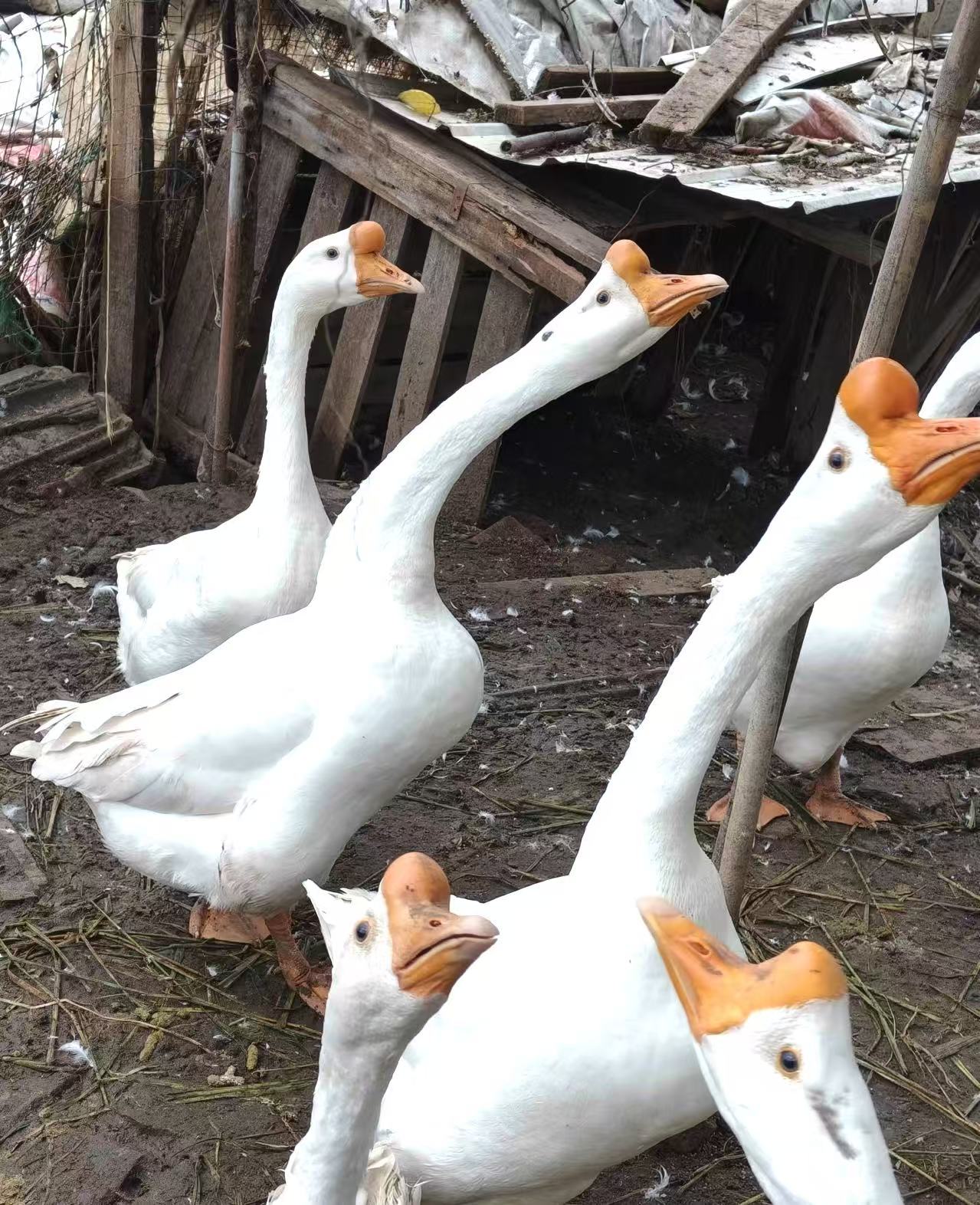 东北大鹅农户散养整只大白鹅