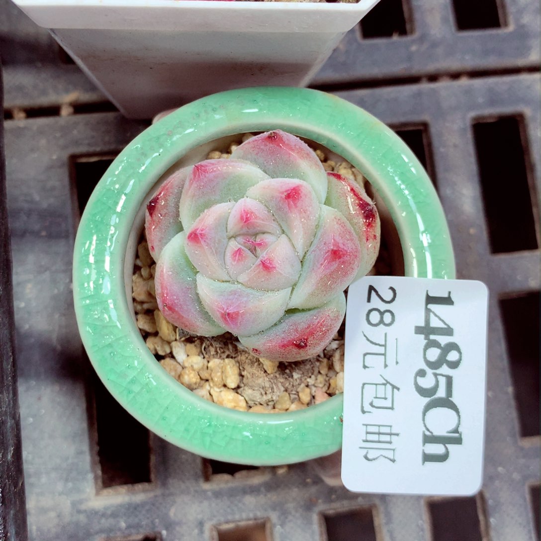 5厘米盆精控多肉1485