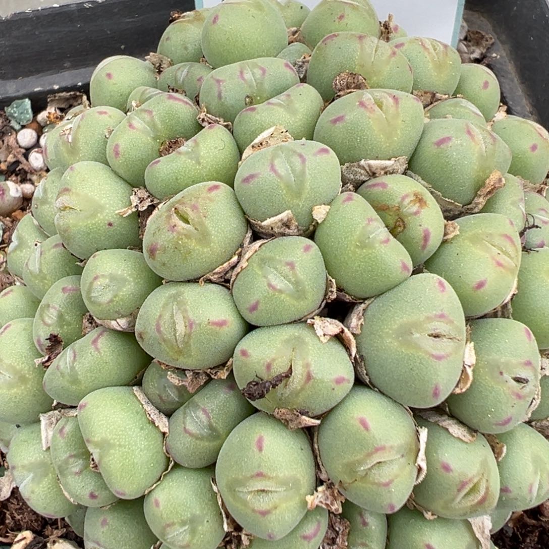 叶***宝29-176肉锥多肉植物