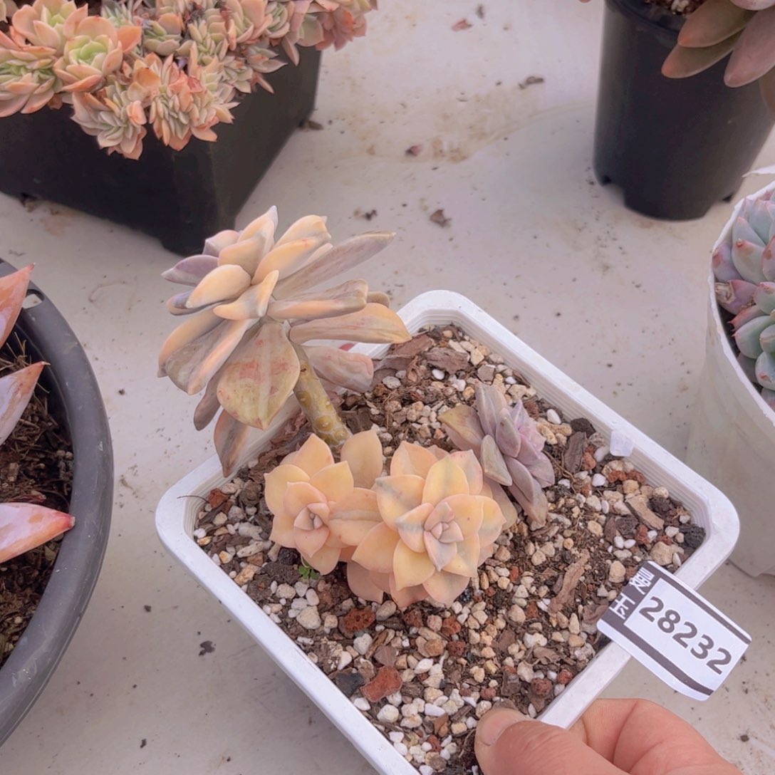 紫乐锦多肉植物28232