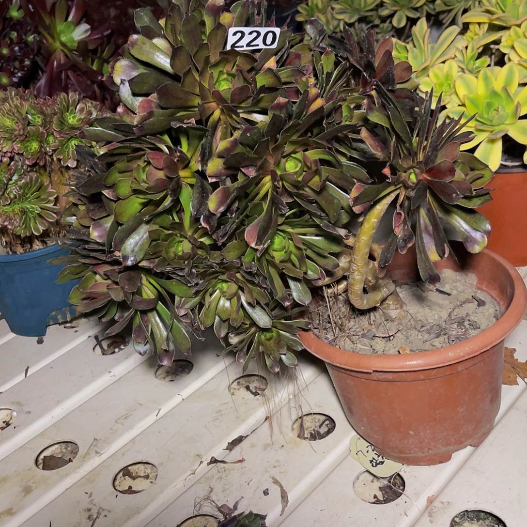 法师法师7-20包邮法师