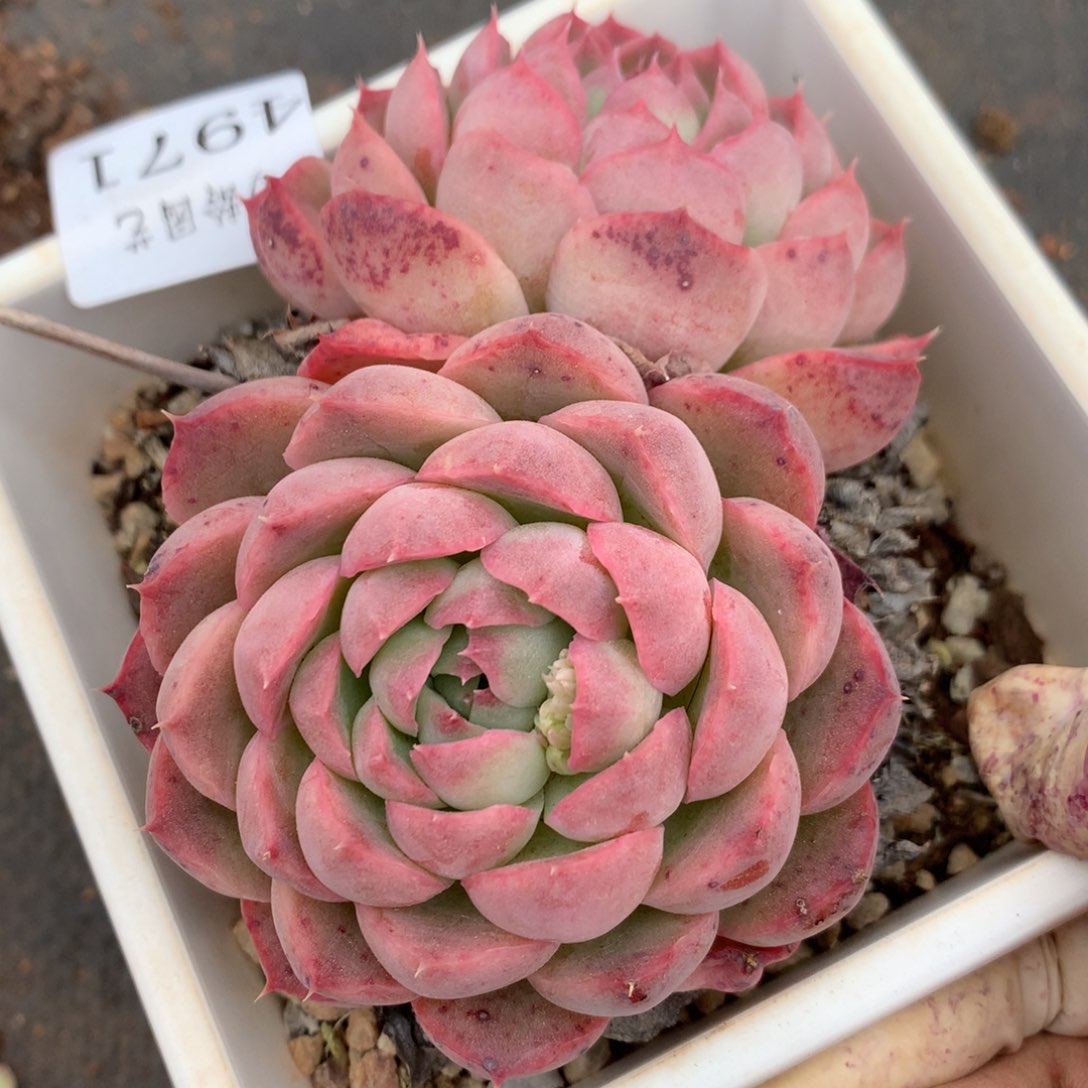 4971杂交精品基地10厘米