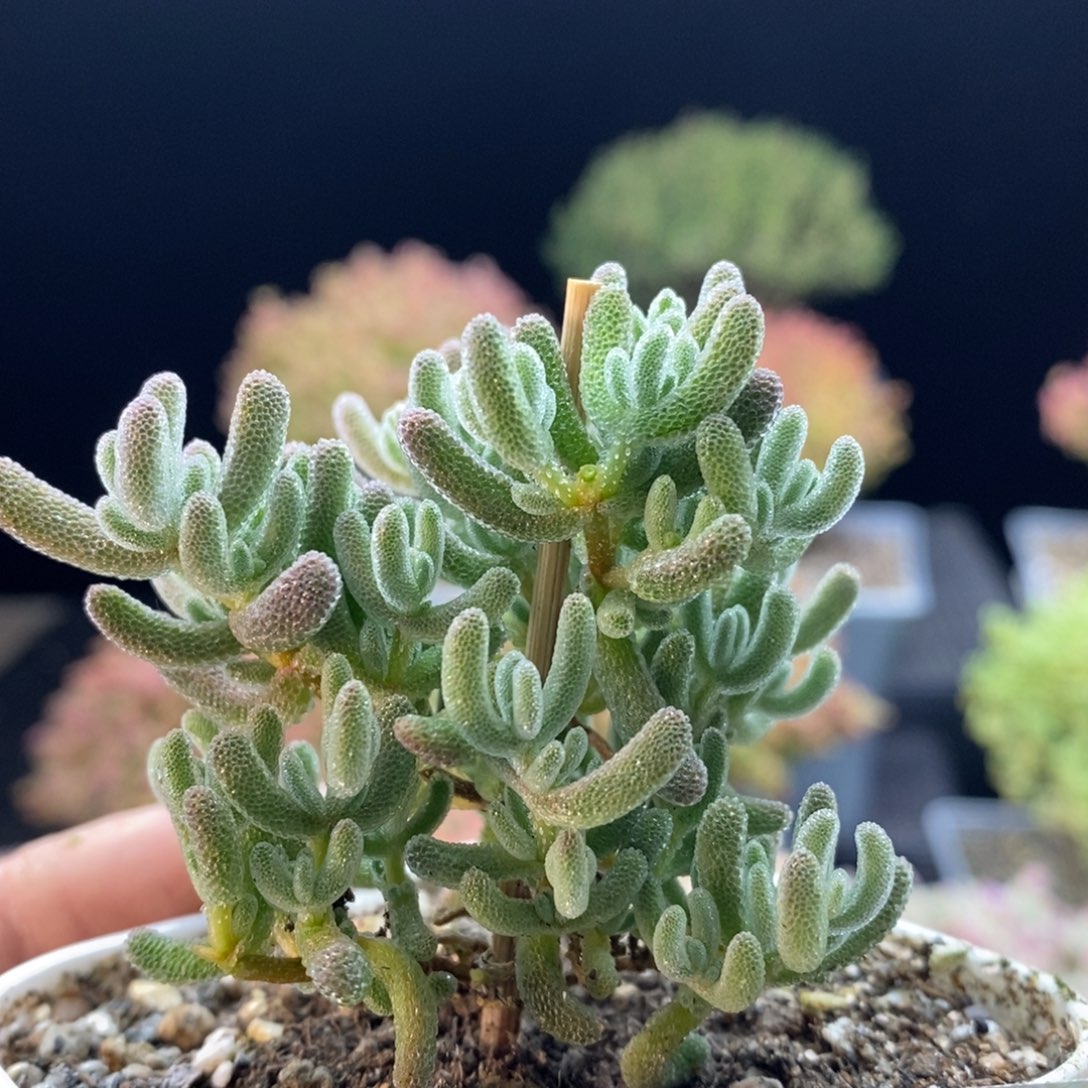 548冰晶或者冰晶杂交。         