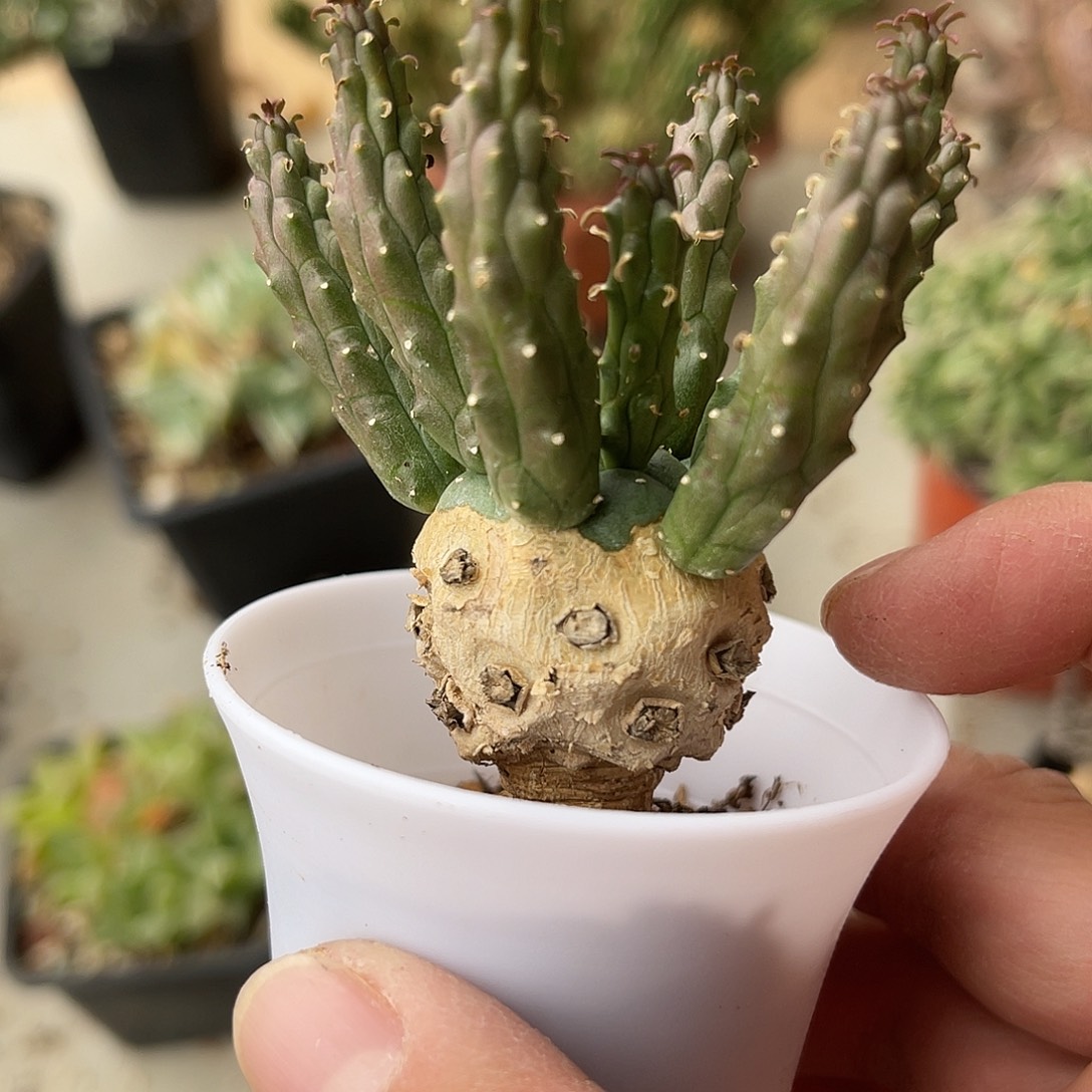 实生九头龙块根一物一拍