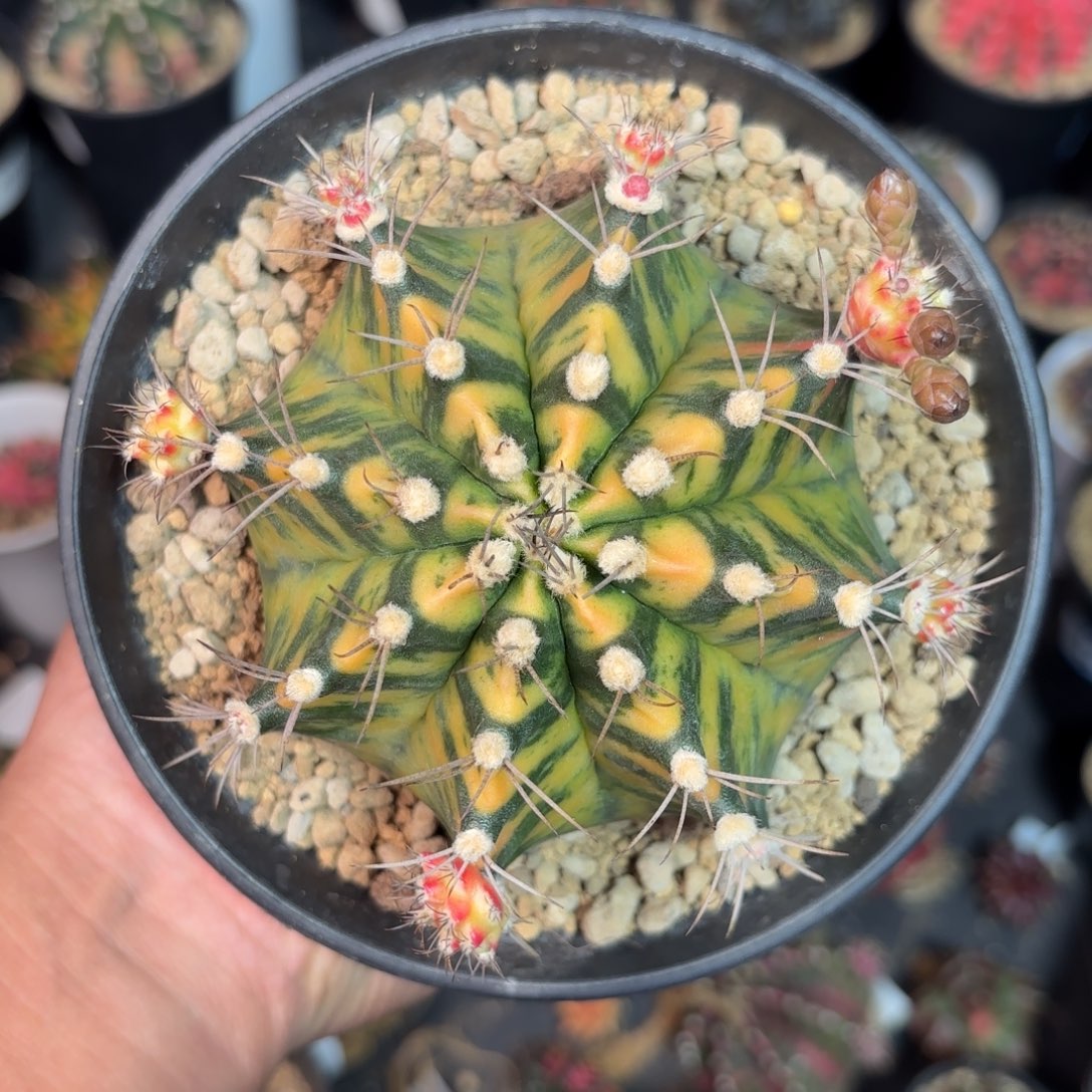 泰系实生母本仙人球3003