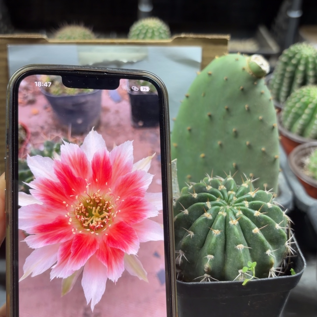 丽花红雪有根球15元